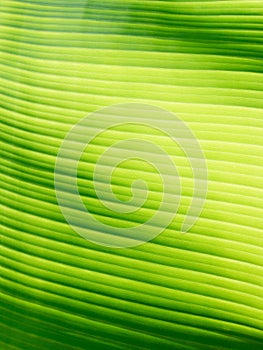 Part of banana leaf detail have hight light and shodow for background or design.