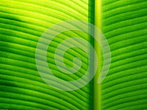 Part of banana leaf detail have hight light and shodow for background or design.