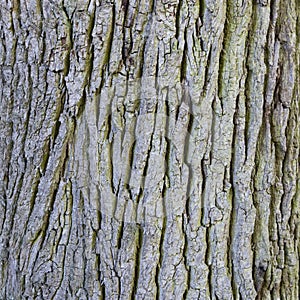 Part of bark on trunk of old oak tree