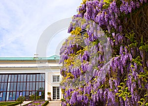 A part of the beautiful Mirabell gardens in Salzburg