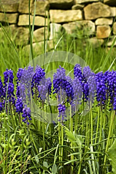 Part of beautiful spring garden with brick wall, green grass and blue flowers grape hyacinths
