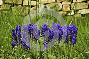 Part of beautiful spring garden with brick wall, green grass and blue flowers grape hyacinths