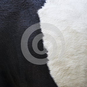 Part of black and white hide on side of cow