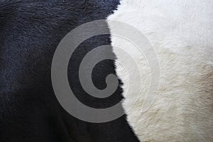 Part of black and white hide on side of cow