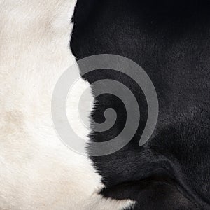 Part of black and white hide on side of cow