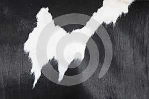 Part of black and white hide on side of cow