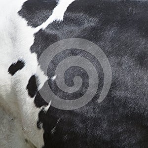 Part of black and white hide on side of cow