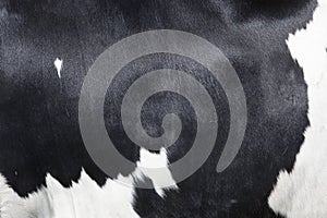 Part of black and white hide on side of cow