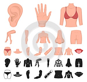 Part of the body, limb cartoon, black icons in set collection for design. Human anatomy vector symbol stock web