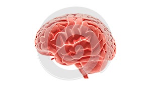 anatomical brain model on a white background