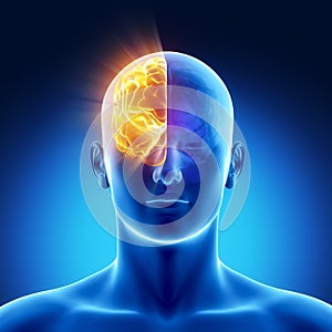 Part of brain - right HEMISPHERE
