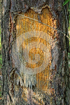 part of a brown pine tree with a cut and drops of resin