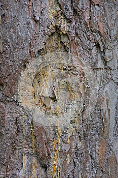 part of a brown pine tree with a cut and drops of resin