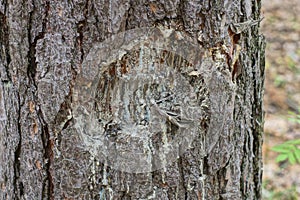 part of a brown pine tree with a cut and drops of white resin