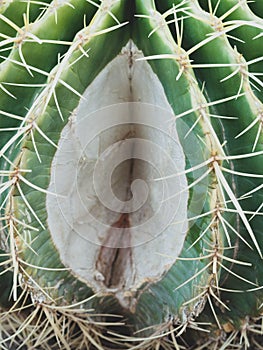 Part of cactus, Abstract female vagina. gynecology and medicine for women. female genitals. woman sex concept. Vagina and clitoris photo