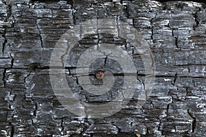 Part of the charred timber and rusty nail background