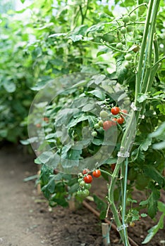 Part of a cherry tomato plant with ripe and green fruits