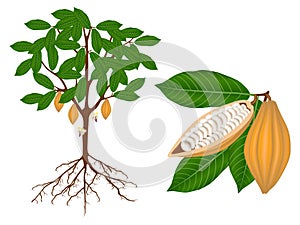 Part of a cocoa plant on a white background.