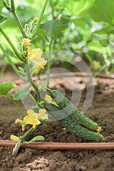 Part of a cucumber plant with a stem of many blossoms and two fruits