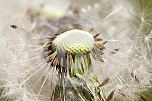 part of the dandelion