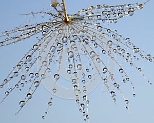 Part of dandelion with dew drops - against the blue sky