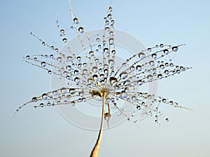 Part of dandelion with dew drops - against the blue sky