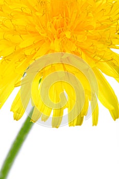 Part of dandelion flower