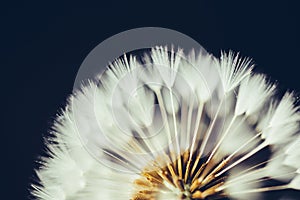 Part of dandelion flower