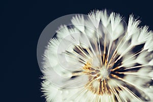 Part of dandelion flower on dark background