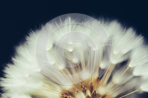 Part of dandelion flower on dark background