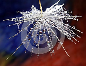 Part of dandelion flower with water drops - on a multicolor background