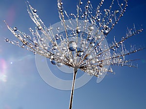 Part of the dandelion seed with water droplets against blue sky