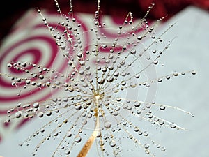 Part of the dandelion seed with water droplets on the background with circles