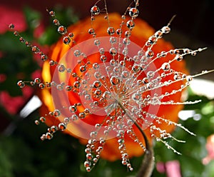 Part of the dandelion seed with water drops on a colorful background