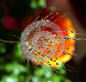 Part of the dandelion seed with water drops on a colorful background