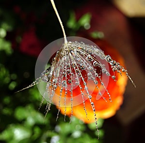 Part of the dandelion seed with water drops on a colorful background