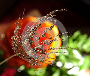 Part of the dandelion seed with water drops on a colorful background