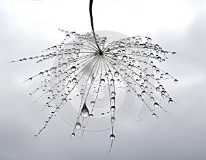 Part of dandelion with water drops in natural background