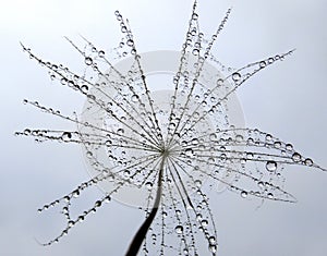 Part of dandelion with water drops in oposition to the sky.