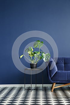 Part of a dark sofa next to a monstera deliciosa plant standing photo