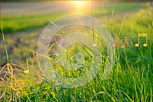 part of defocused field where green grass grows in sun, juicy cogon grass with flowers in meadow in summer or spring season,