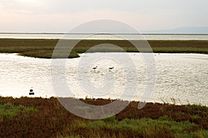 Part of the delta of river Evros, Greece