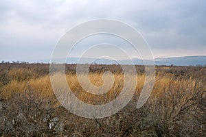 Part of the delta of river Evros, Greece