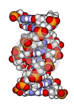 Part of a DNA double helix