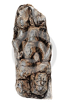 Part of dried cedar bark