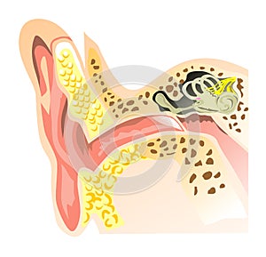 Part of the ear and hearing