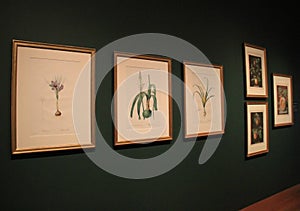 Part of extensive framed floral art collection, Cleveland Art Museum, Ohio, 2016