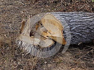 Large sawn wood and stump in the grass in the open air