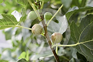 Part of fig tree