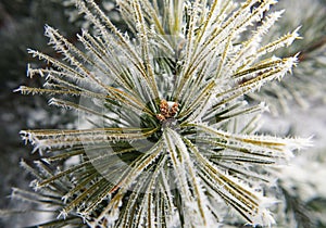 Part of fir tree with snowflakes